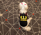 Lola the Festival VIP Mascot